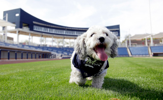 Illustration for article titled The Milwaukee Brewers' Adopted Stray Dog Is The Best Dog